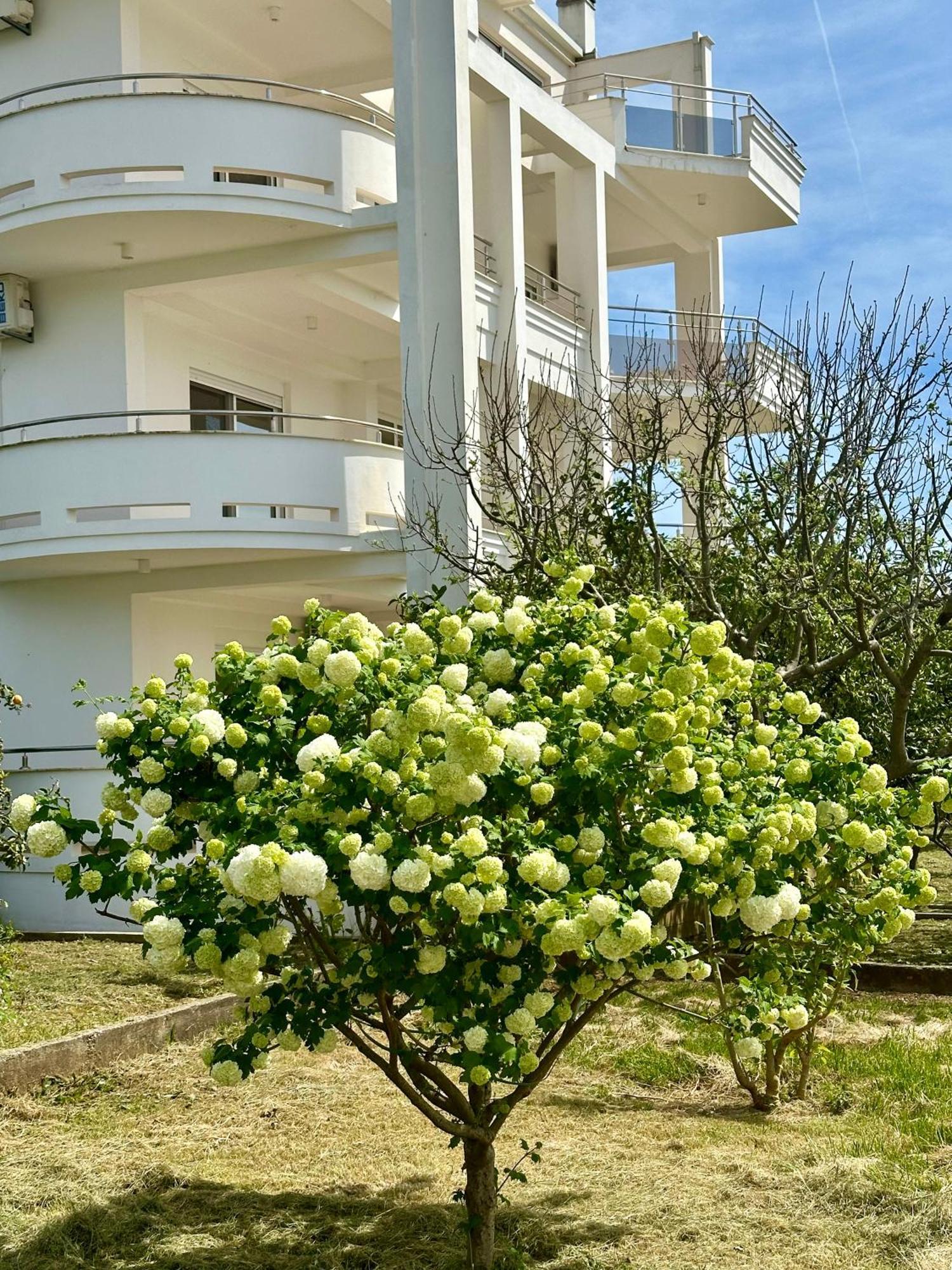Le Domaine Green Paradise Ulcinj Eksteriør billede