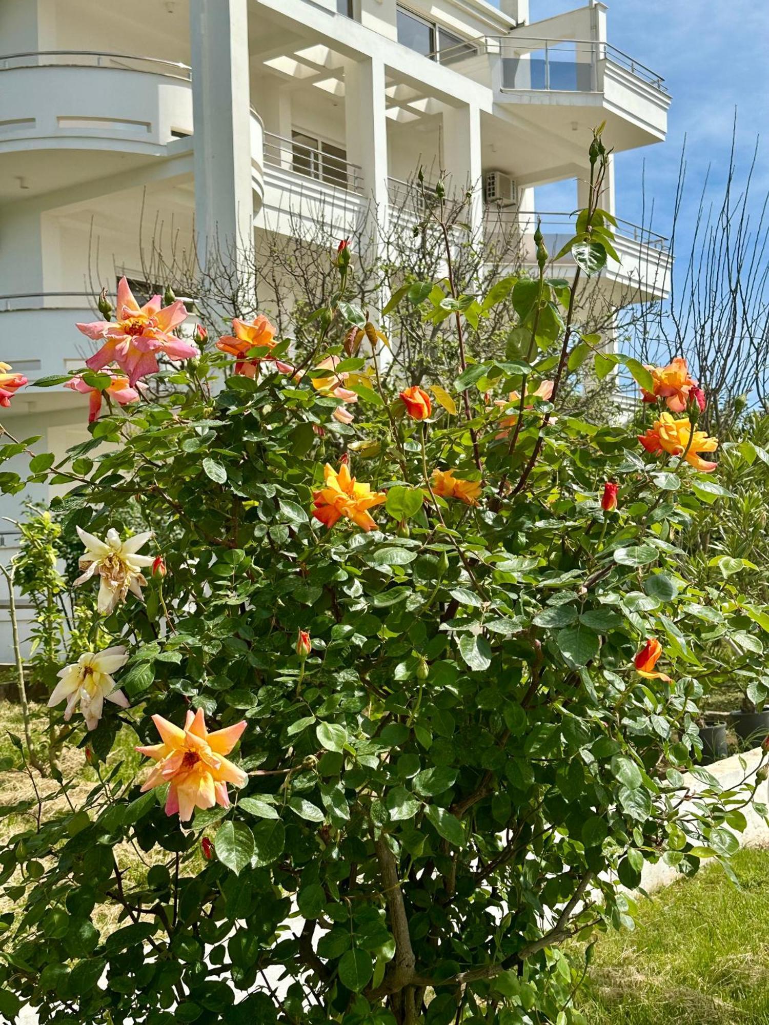 Le Domaine Green Paradise Ulcinj Eksteriør billede